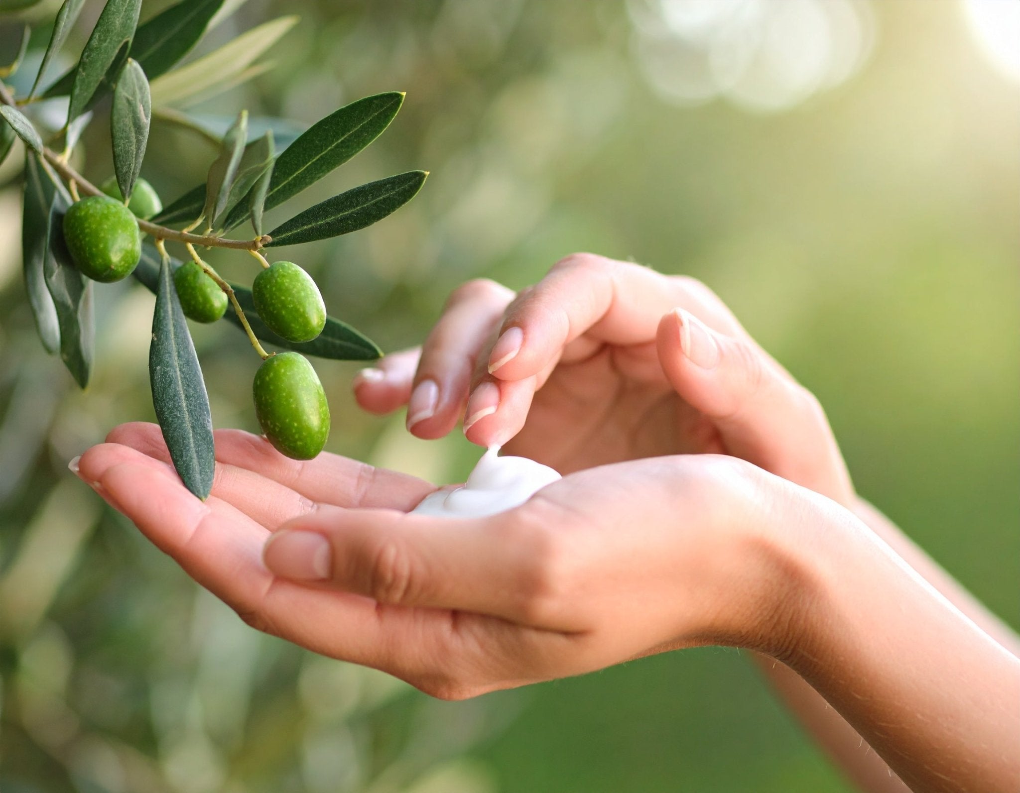 El poder del aceite de oliva para la piel: tradición turca y beneficios modernos - Dreams of Light